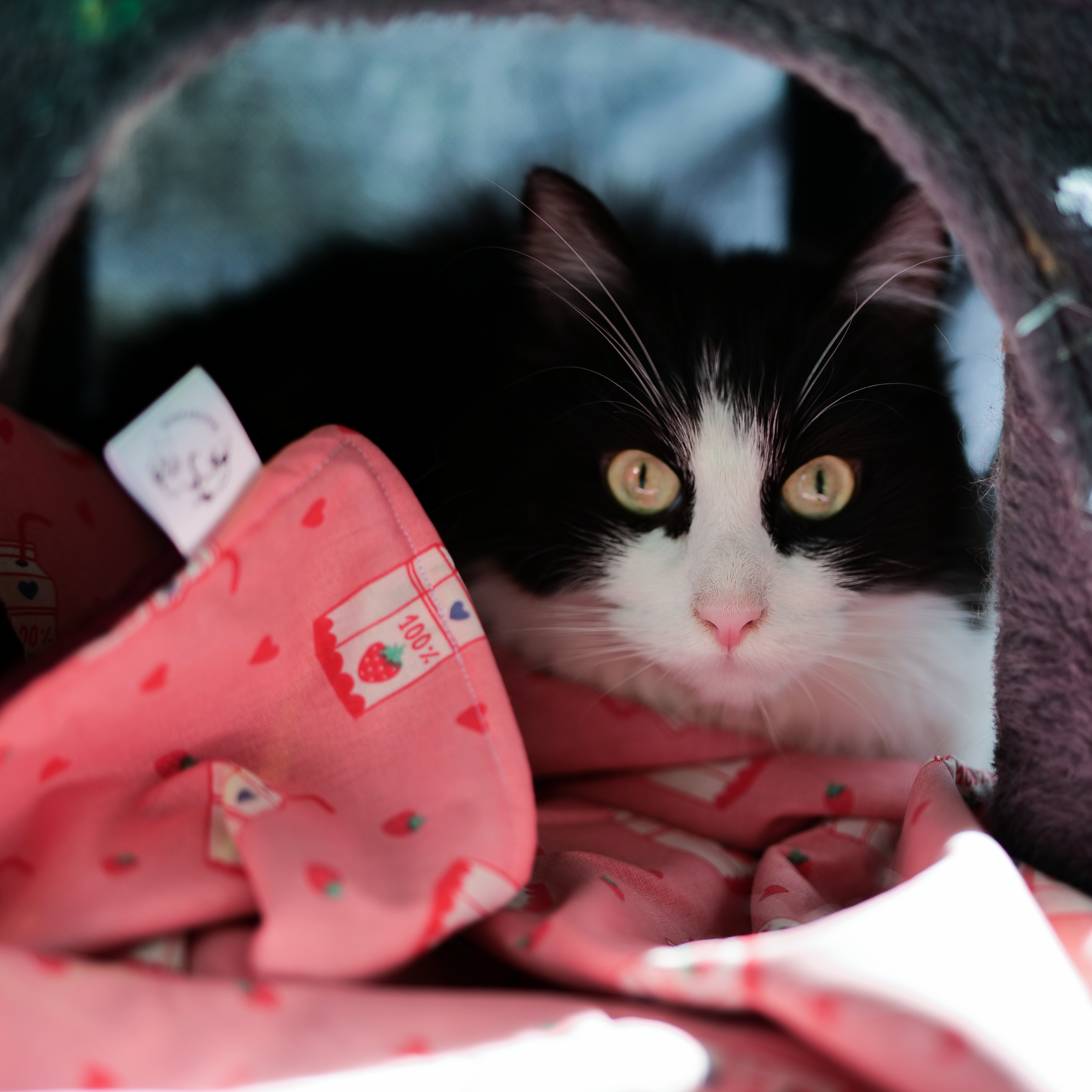 Les couvertures et leurs petits coussins 🪶